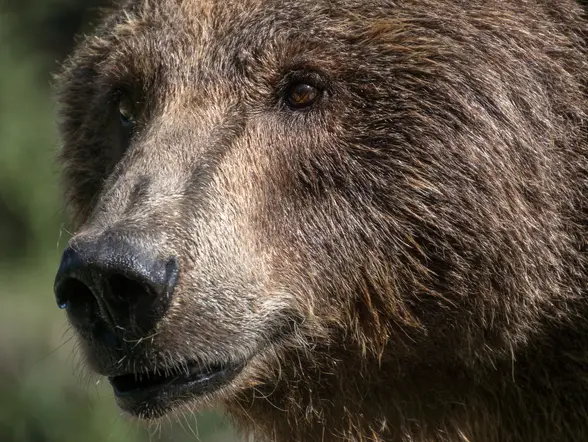 Primer plano del rostro de un oso pardo en Asturias