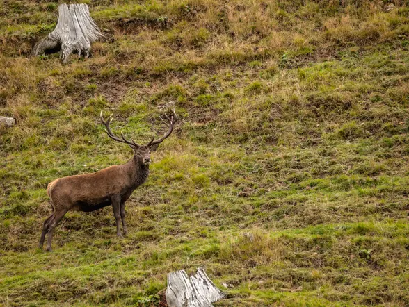 Ciervo macho durante la berrea en Asturias