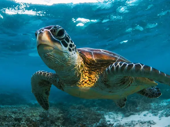 Tortuga marina nadando bajo el agua cerca de la costa de Tenerife