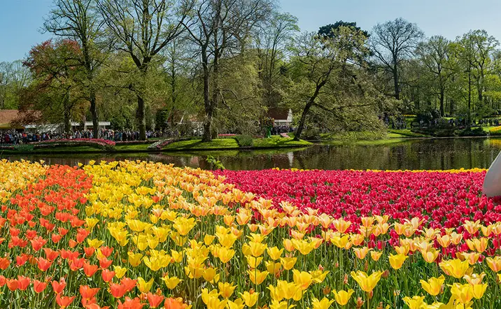 Excursión al Parque de Tulipanes de Keukenhof desde Ámsterdam - Buendía