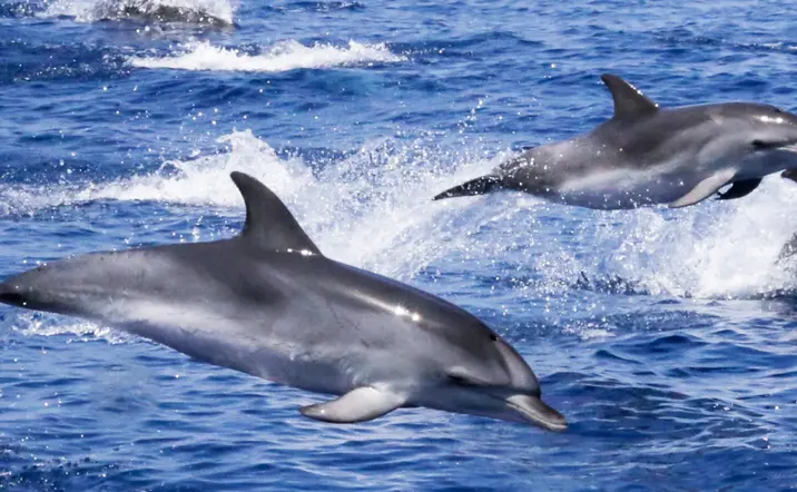 Delfines en el estrecho de Gibraltar - Tour a Gibraltar desde Málaga y Observación de Delfines - Buendía Andalucía