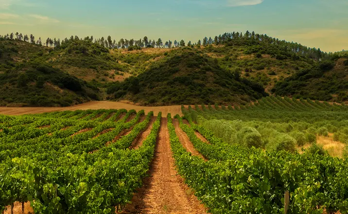 Viñedo Navarro cerca de Pamplona - Visita Guiada Bodegas de Pago Larrainzar con cata - Buendía Navarra