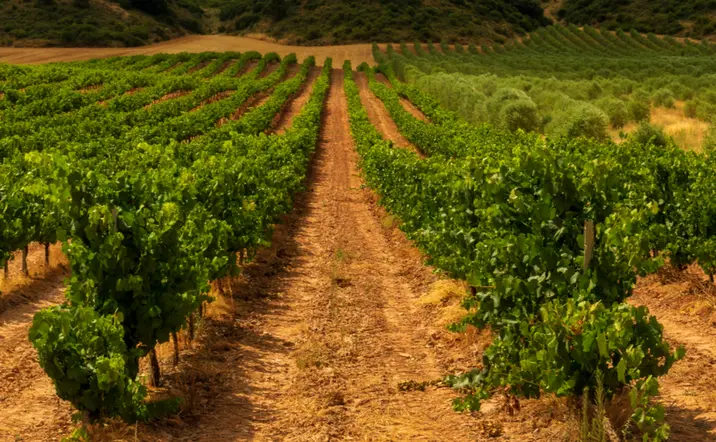 Viñedo en Navarra - Experiencia Garnacha en Bodegas Caudalia - Actividades y Excursiones en Pamplona Buendía