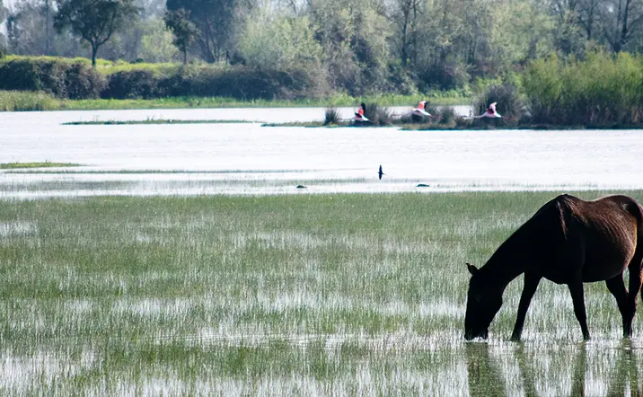 Excursión a Doñana desde Sevilla