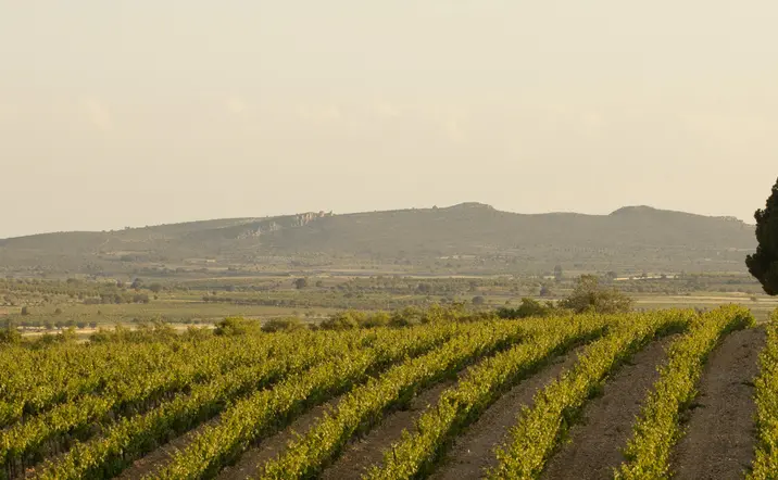Visita Guiada y Cata en la Bodega Sierra Norte Calderón - Excursiones y Actividades en Valencia - Buendía