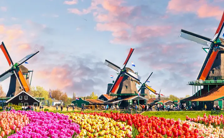 Molinos de viento y campo de tulipanes - Excursión a los Jardines de Keukenhof desde Ámsterdam - Actividades y Excursiones Buendía Tours Países Bajos