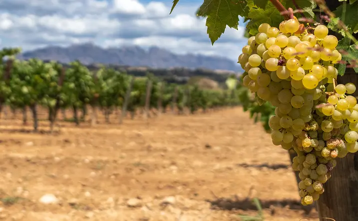 Viñedos y racimo de uva Verdejo - Visita y Cata en la Bodega Verderrubí - Excursiones y Actividades Buendía Valladolid, Castilla y León