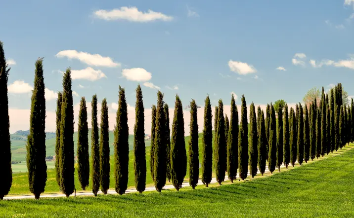 Tour al Valle de Orcia, Montalcino, Pienza y Montepulciano con degustación desde Florencia - Actividades y Excursiones Buendía Toscana, Italia
