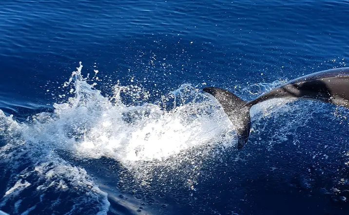 Avistamiento de delfines, ballenas y tortugas marinas - Observación de Delfines en Lagos - Actividades y Excursiones Buendía Algarve, Portugal