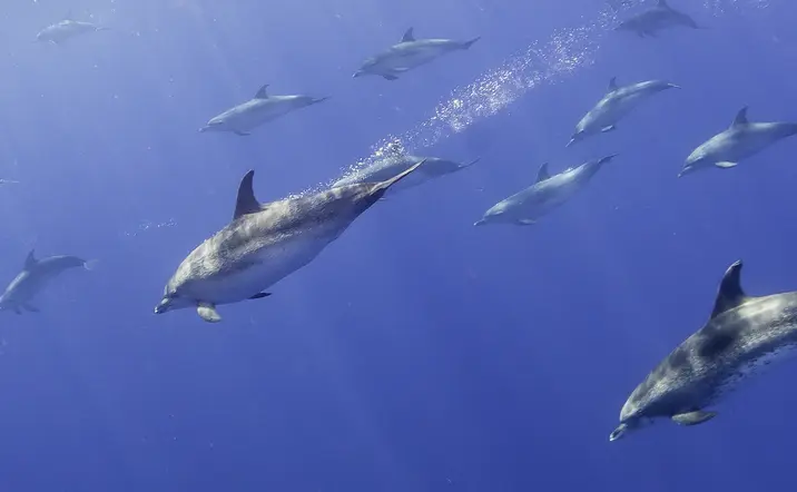 Avistamiento de Delfines en el Algarve - Actividades y Excursiones Buendía Portugal