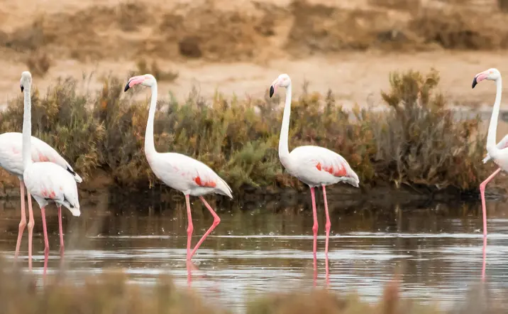 Flamencos rosas en Ria Formosa en Faro - Observación de Aves en el Algarve - Actividades y excursiones Portugal