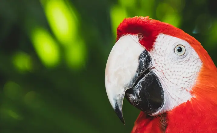 Loros coloridos en el parque Xcaret - Excursión a Xcaret desde Cancún o Riviera Maya - Actividades y Tours Buendía México