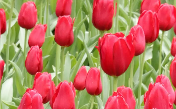 Tour Privado por Keukenhof desde Ámsterdam  Excursiones y Visitas guiadas en español Buendía Países Bajos.