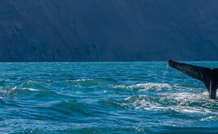 Avistamiento de ballenas desde Reikiavik