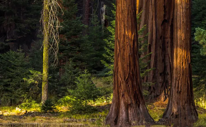 Excursión a San Vicente de la Barquera y visita al Bosque de Secuoyas desde Santander