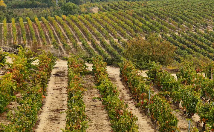 Tour en 4x4 por los viñedos de Jilabá