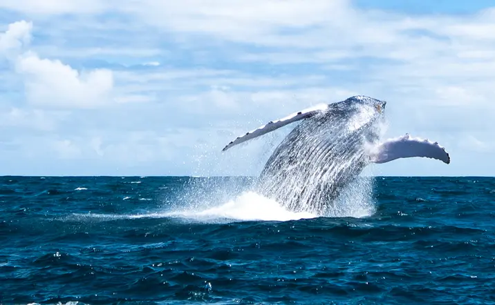 Avistamiento de ballenas jorobadas en bahía de Samaná desde Punta Cana