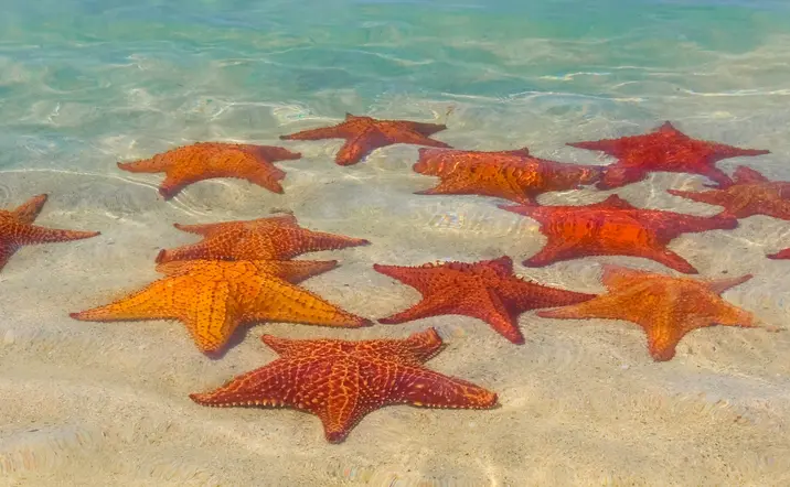 Excursión en Catamarán y Snorkeling