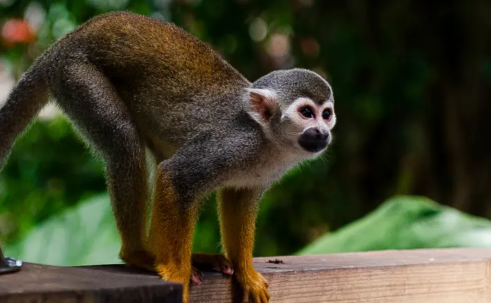 Excursión al MonkeyLand de Punta Cana