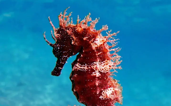 Bautismo de Buceo en Puerto del Carmen