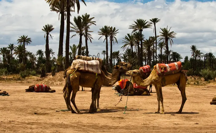 Paseo en camello por el Palmeral con degustación de té