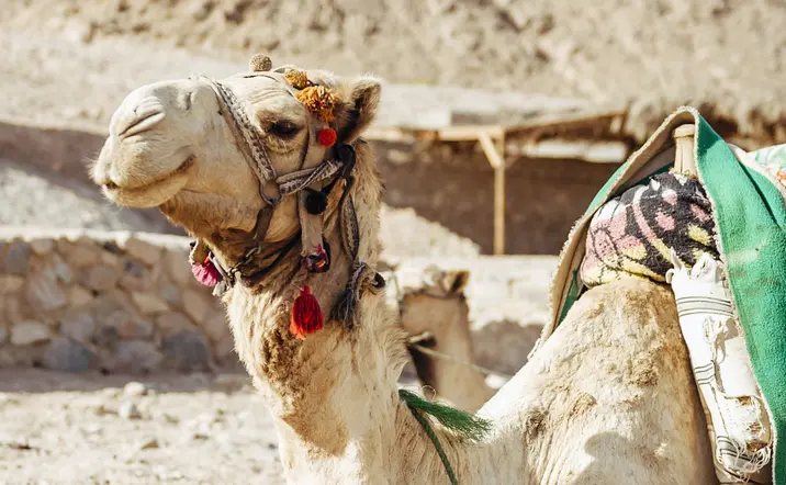 Ruta en quad y paseo en camello por el Palmeral de Marrakech - buendía