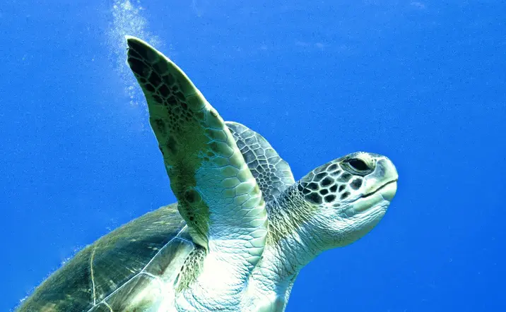 Excursión de snorkel por las lavas sumergidas de Tenerife