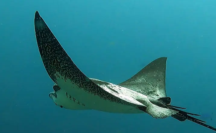 Snorkel con Rayas y de las Tortugas en Tenerife