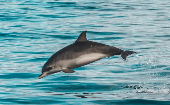 Avistamiento de delfines en la costa de Morro Jable