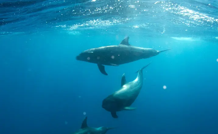 Paseo en barco con fondo de Cristal en Morro Jable
