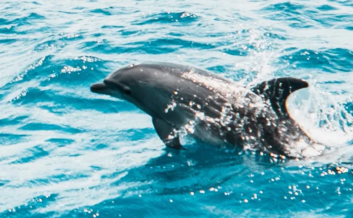 Excursión en 4x4 Valles y Acantilados con Observación de Delfines
