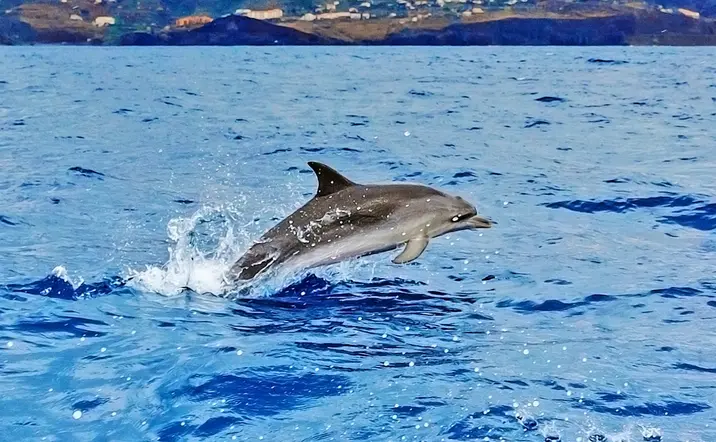 Paseo en la Carabela de Cristóbal Colón