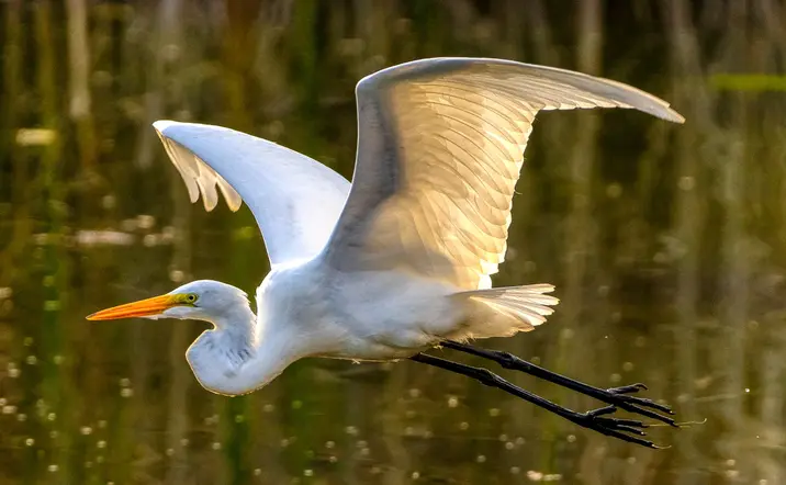Visita al Parque Natural de Doñana en todoterreno