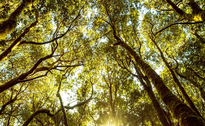 Senderismo en el Bosque de la Laurisilva