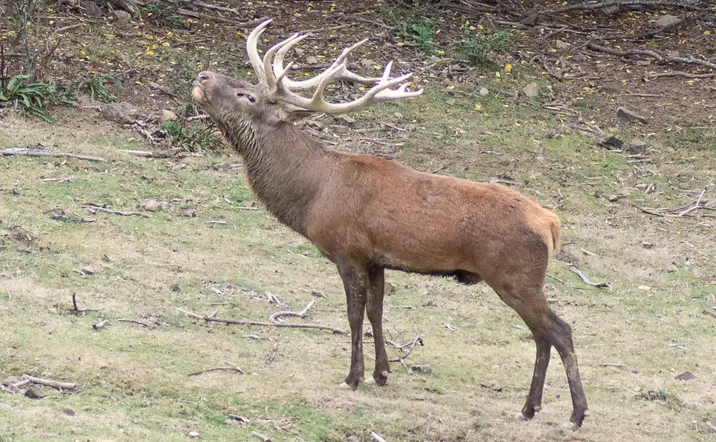 Berrea del venado ciervos Collanzo valle Aller Asturias