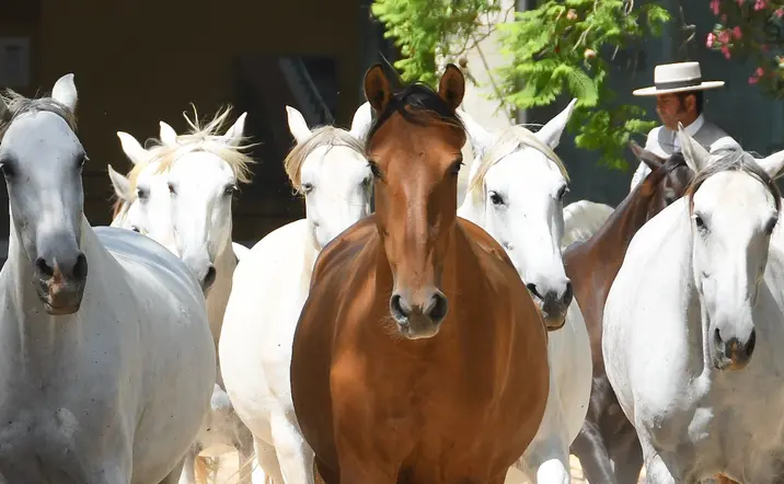 Visita guiada a la Yeguada Cartuja Hierro del Bocado
