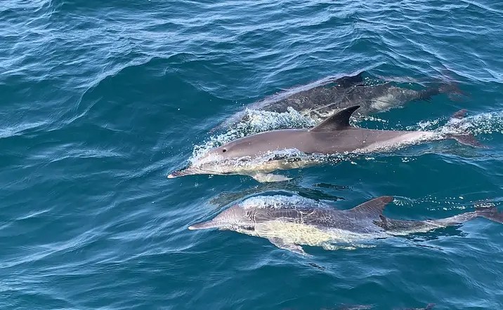 Avistamiento de Cetáceos en Tarifa