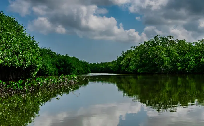 Excursión a los Manglares de La Boquilla