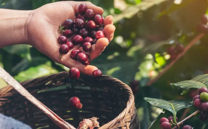 Ruta del café en Cartagena de Indias
