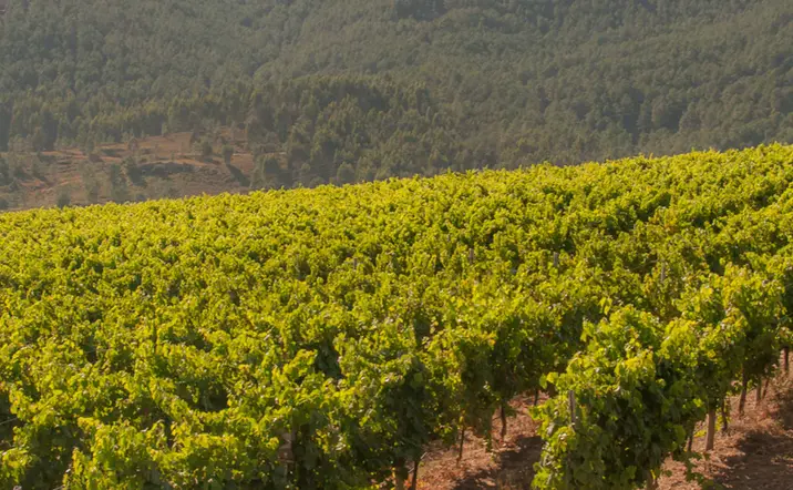 Visita y Cata Bodegas Corisca