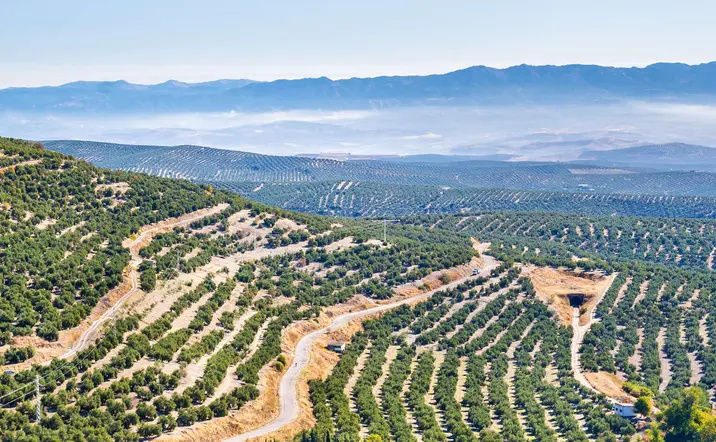 Visita Guiada Úbeda con entradas