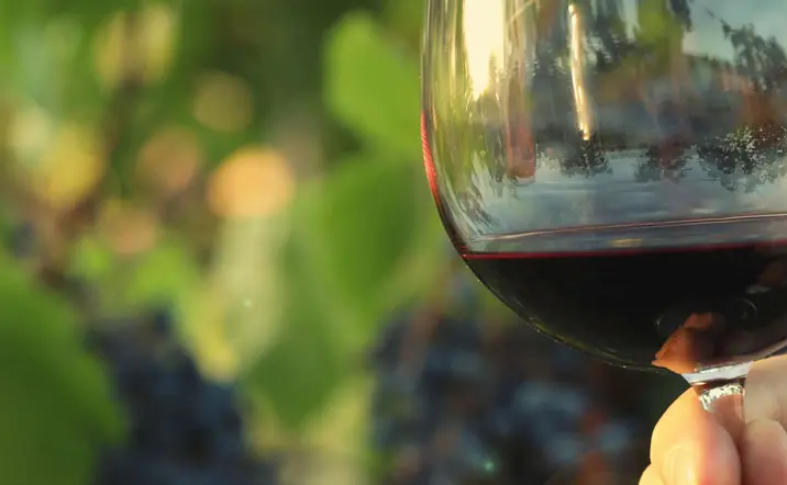 Excursión a Valdevimbre con cata en los viñedos desde León