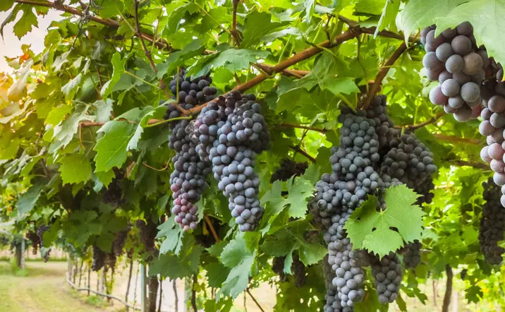 Visita Bodega Finca Montepedroso con Cata y Aperitivo