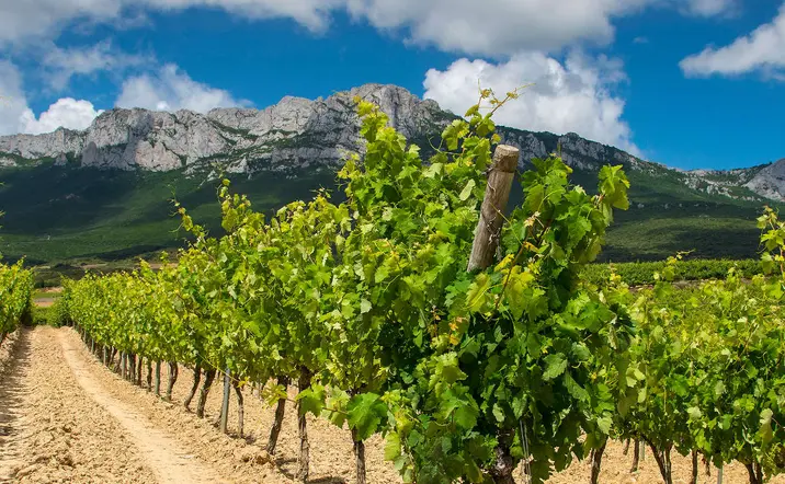 Visita Laguardia y Cueva Dorretxe con Degustación