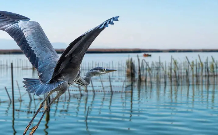 Excursión al Parque Natural de la Albufera desde Valencia - buendía