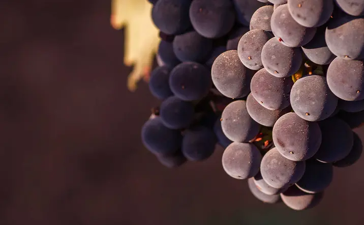 Visita guiada por Tomelloso