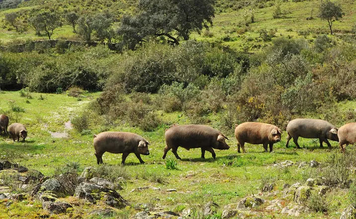 Tour del cerdo ibérico en la Sierra de Huelva