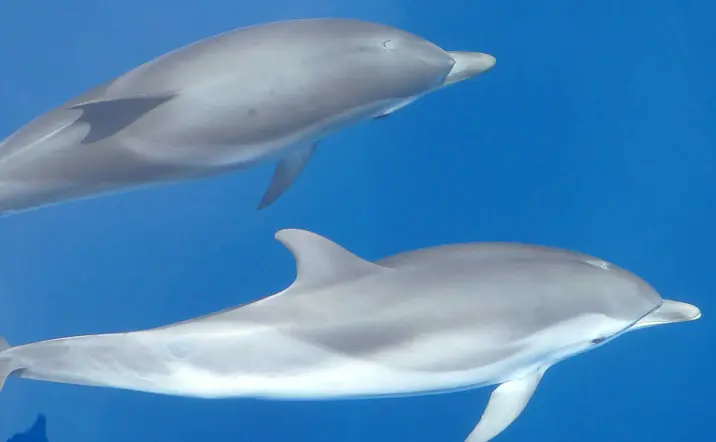 Avistamiento de delfines en Mallorca