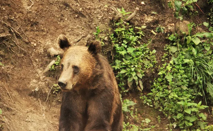 Un oso pardo observa el entorno en las montañas del Bosque de Bogății, que visitaremos en el esta actividad de avistamiento.