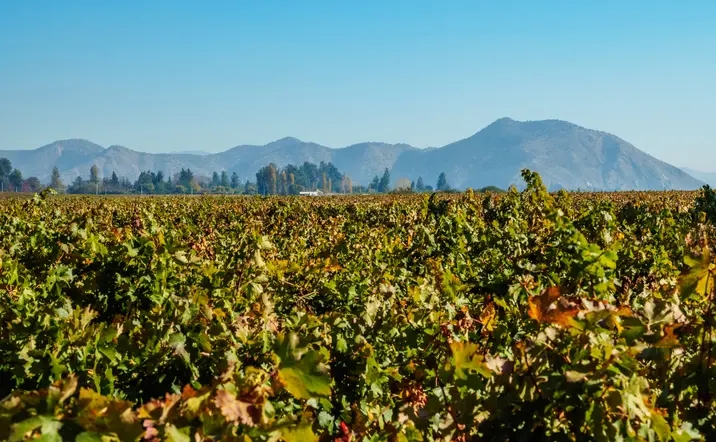 Paisajes de los exteriores de prestigiosa Viña Concha y Toro.